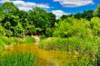 The river in the woods on a sunny day