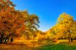 Autumn forest and a small lake