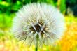 White dandelion