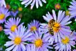 Bee on a purple aster