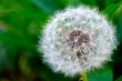 White dandelion