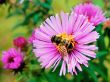 Bee On A Flower