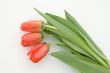 Tulips on snow