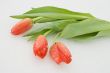 Tulips on snow