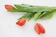 Tulips on snow