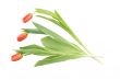 Three tulips