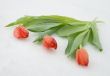 Tulips on snow