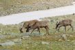 Reindeers in tundra