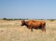 Brown cow