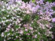 Bush of a lilac