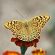 Butterfly on a flower