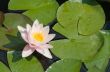 Water lily