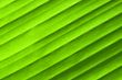 Leaf texture