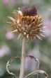Dry thistle