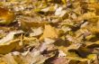 Autumn leaves