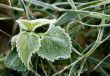 Frozen leaves