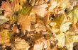 Autumn leaves background