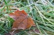 Frozen leaf