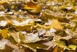 Autumn leaves