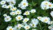 Wild daisies