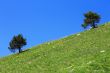 Pair lonely trees growing on the slope of the mountain
