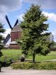 Bock windmill Marzahn and linden tree