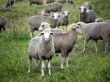 Sheeps on a pasture