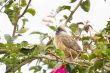 Speckled Mousebird