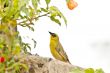 A yellow Robin on a tree