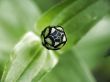 dahlia bud greenblack