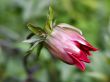 dahlia_bud_half_open