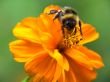 dahlia_blossom_and_bumblebee