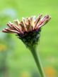 dahlia flower basket