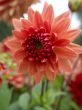 dahlia flowers_orange nugget