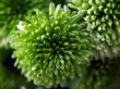 dahlia_blossom_green