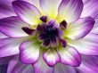 dahlia whitepurple