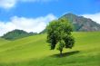 Green tree