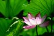 Lotus flower blooming in pond