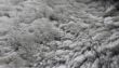 White fur background texture