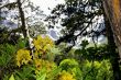 Azalea blooming in the summer caucasus forest