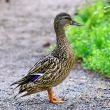 Female Mallard Duck