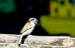 Sparrow