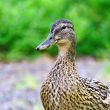 Female Mallard Duck