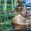 Mallard duck 