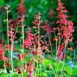 Wild Little Pink Flowers 