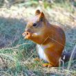 Red Squirrel Eating Nuts