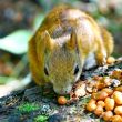 Red Squirrel Eating Peanuts 