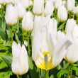 White Tulip Field