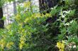 Azalea blooming in the summer caucasus forest