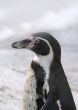Magellanic penguin